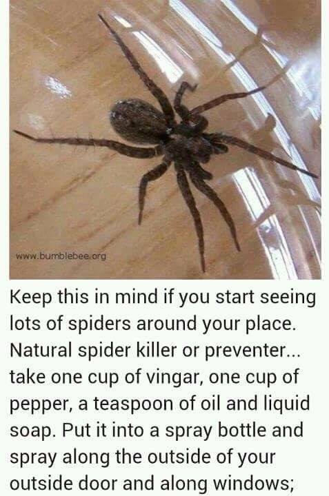 KEEP THIS IN MIND IF YOU START SEEING LOTS OF SPIDERS AROUND ...